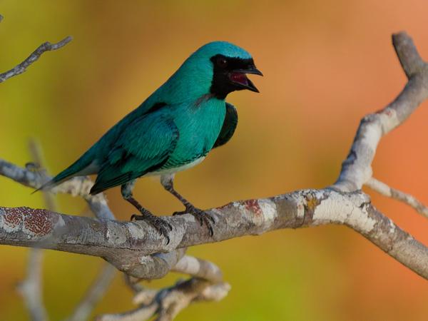 Zwaluwtangare (Tersina viridis)